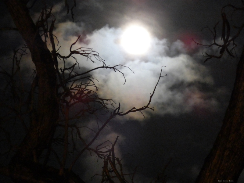Photo of the first full moon of Spring over Jerez de la Frontera, through the trees of calle Porvera during Semana Santa, by Fernando "Curro" Moreno Torres.