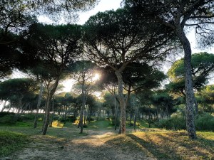 Very close to the beach is a big green space overlooking the beach and the bay--an ecological park made up of pine trees and dunes (Pinares y Dunas de San Anton) with shaded picnic areas. #freeelectrons.family