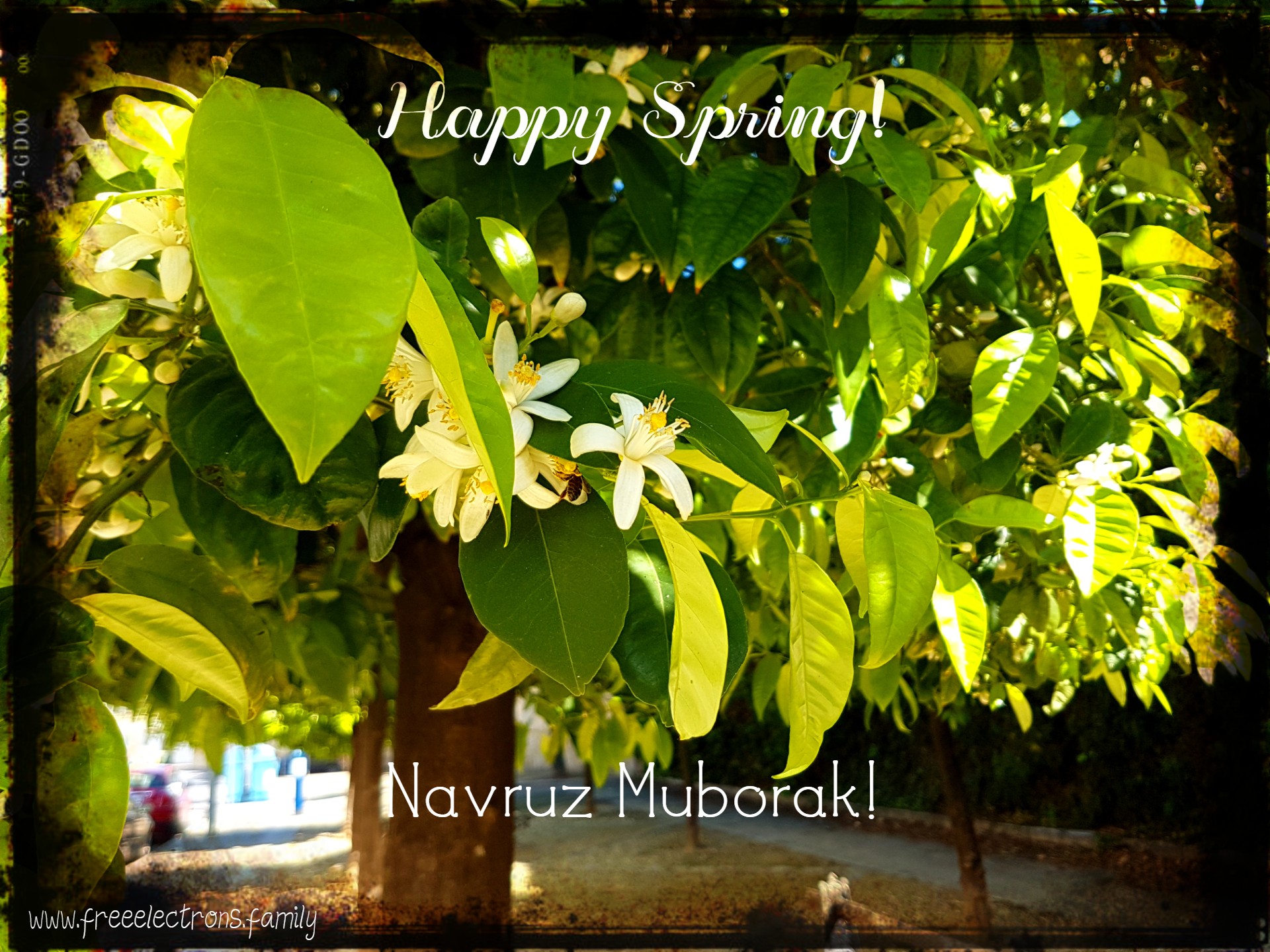 White flowers of the orange trees in full bloom here, along the old northern fortification wall on Calle Muro, Jerez de la Frontera.  Happy Spring!  Navruz Muborak!