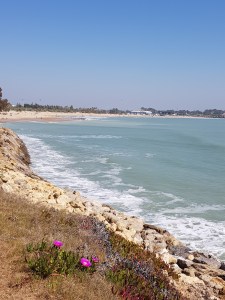 Flowers bloom in winter in the bay of Cadiz, Playa de la Puntilla, Costa de la Luz.