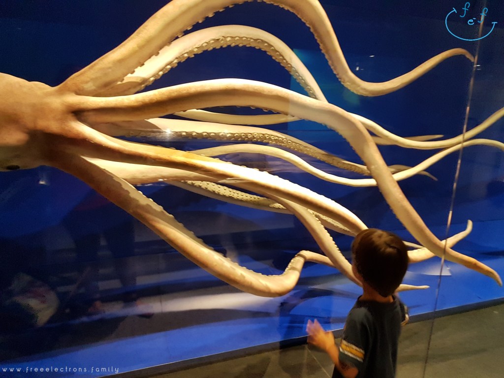 #FreeElectrons.Family - camping road trip Europe, Madrid Science Museum ancient octopus. A young boy watches in awe of a prehistoric squid at the National Museum of Natural Science.