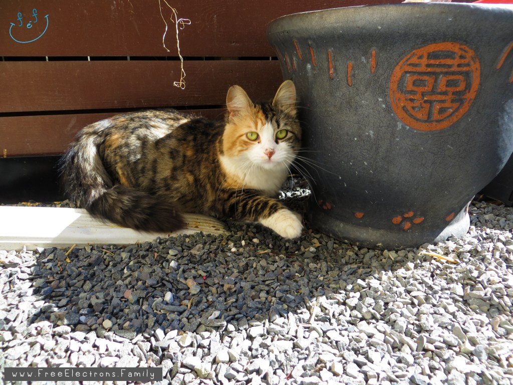 A hazel-eyed cat next to an empty plant pot on gravel yard, outdoor.

Text:  www.FreeElectrons.Family