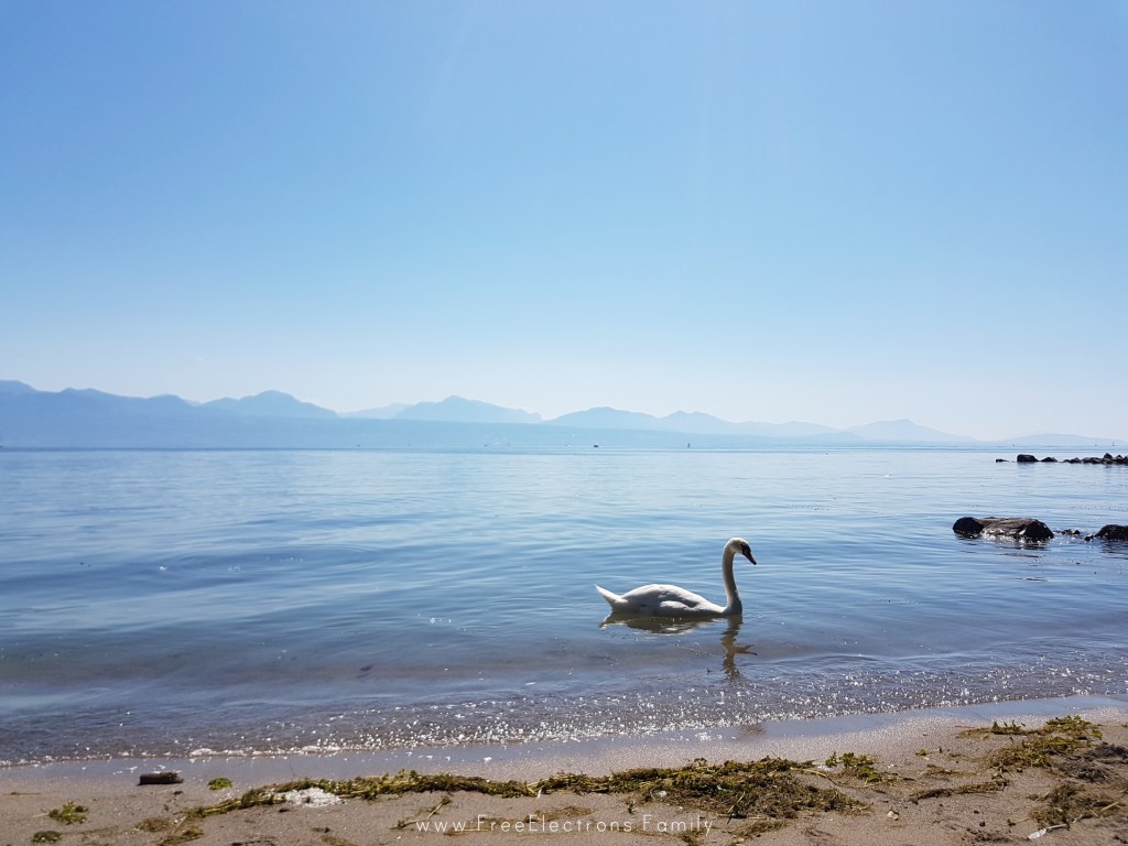 A white love swan on the shore of Lake Geneva in Lausanne, Switzerland, with the southern Swiss alps in the background.

www.FreeElectrons.Family