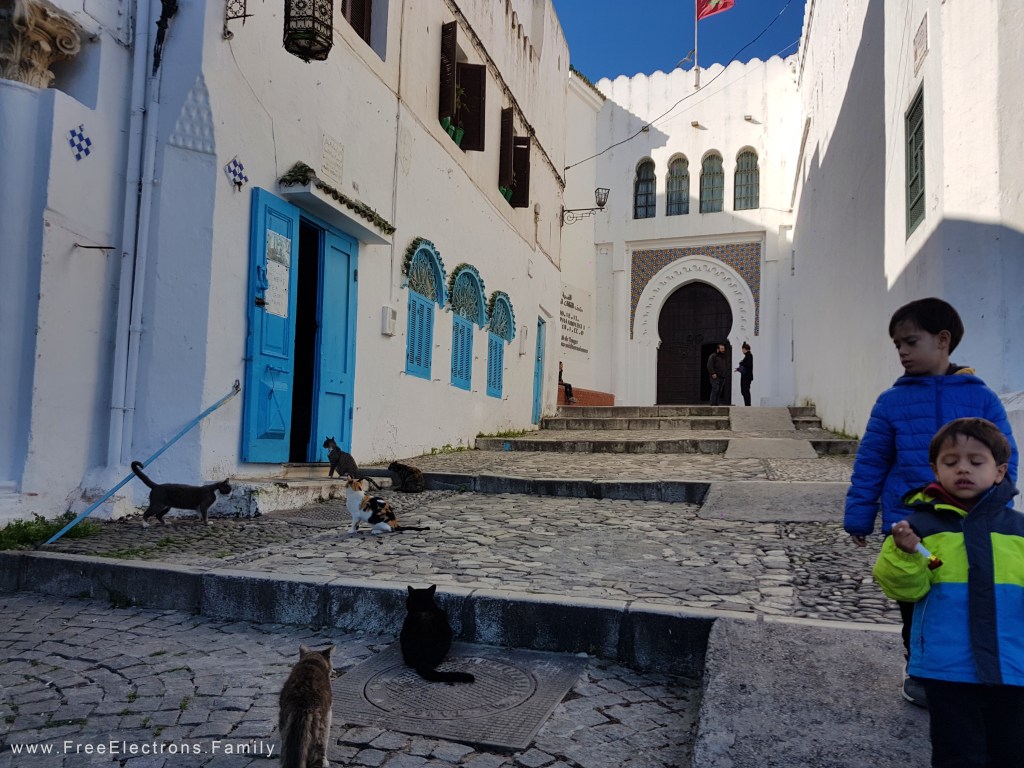 Two young boys , looking tired, walking and looking at cats on the stone street leading up to an Arabic portico of a museum.